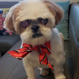 My 12 year old Shih Tzu looking dapper for Christmas. - A small dog with a white and brown coat, wearing sunglasses and a red and black striped bandana, is sitting on a gray bench inside a pet grooming salon. The background includes a window with a view of the sky and tree branches, and a framed sign on the wall. The dog appears well-groomed and is positioned centrally in the image.