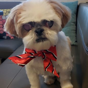Avalyn's Paw Spa - My 12 year old Shih Tzu looking dapper for Christmas. - A small dog with a white and brown coat, wearing sunglasses and a red and black striped bandana, is sitting on a gray bench inside a pet grooming salon. The background includes a window with a view of the sky and tree branches, and a framed sign on the wall. The dog appears well-groomed and is positioned centrally in the image. - Pet Groomers Near Me - Taos, New Mexico