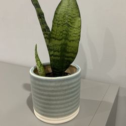 Urban Jungle - Snake plant that is both hearty and healthy!
