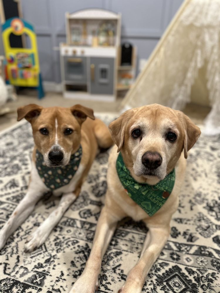 ALL FUR PET GROOMING Updated August 2024 23 Photos & 13 Reviews 1120 International Pkwy