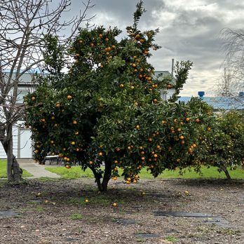 First Street Napa - Fruit bearing trees abound in December! - Shopping Centers Near Me - Napa, California First Street Napa - Fruit bearing trees abound in December! - Shopping Centers Near Me - Napa, California