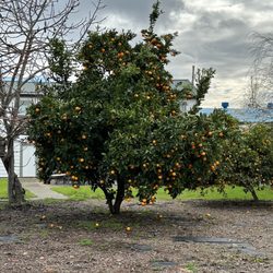 First Street Napa - Fruit bearing trees abound in December!