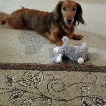 Emergency Veterinary Hospital - Love to Blake - Veterinarians Near Me - Springfield, Oregon Emergency Veterinary Hospital - Love to Blake - Veterinarians Near Me - Springfield, Oregon