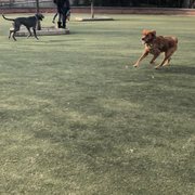 Photo of Schuylkill River Dog Run - Philadelphia, PA, United States