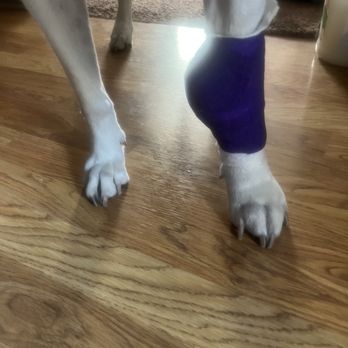 Pinole Pet Hospital - the ER wrapped Hera's ruptured tumor - Veterinarians Near Me - Pinole, California Pinole Pet Hospital - the ER wrapped Hera's ruptured tumor - Veterinarians Near Me - Pinole, California