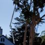 Photo of Sam's Tree Service