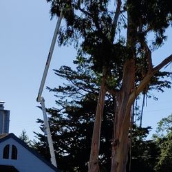 Sam's Tree Service