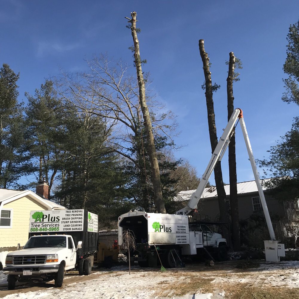Aplus Tree Services - Tree Services Near Me - Stoughton, Massachusetts
