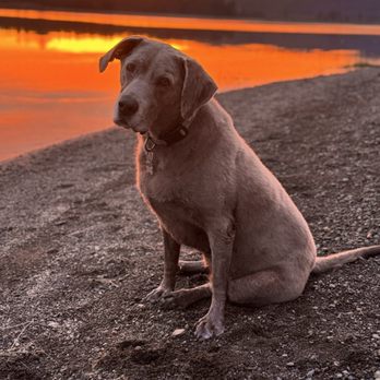 Columbia River Veterinary Specialists - Lulu - Veterinarians Near Me - Vancouver, Washington Columbia River Veterinary Specialists - Lulu - Veterinarians Near Me - Vancouver, Washington