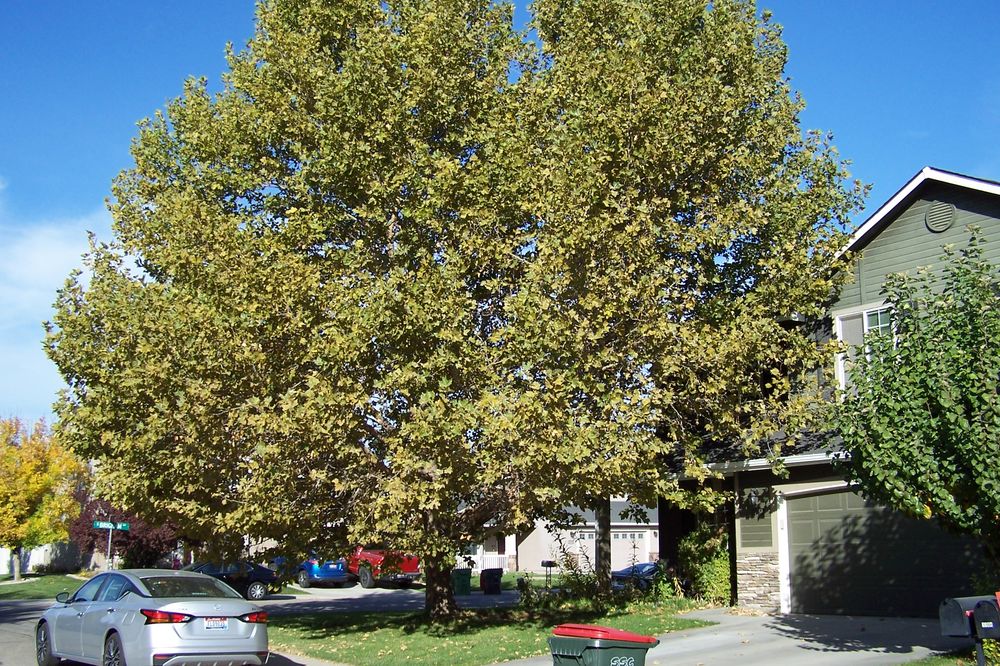 Treasure Tree & Landscape Care - tree service in Nampa, ID