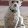 Photo of Mobile Pet Shine