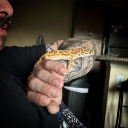 Gecko World Austin