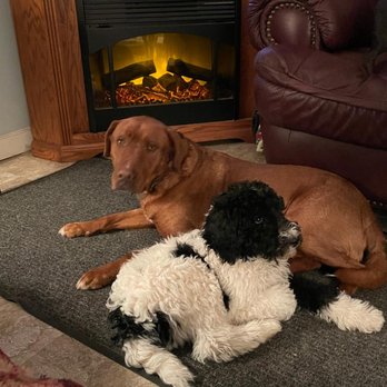 Back Forty Kennel - Home like living room setting - Pet Boarding Near Me - Lester Prairie, Minnesota Back Forty Kennel - Home like living room setting - Pet Boarding Near Me - Lester Prairie, Minnesota