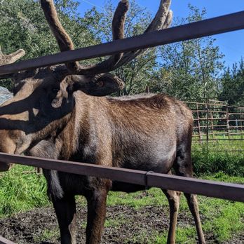 Reindeer Farm - Moose - Zoos Near Me - Palmer, Alaska Reindeer Farm - Moose - Zoos Near Me - Palmer, Alaska