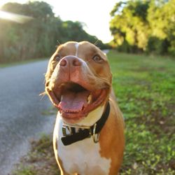 Chickasaw Trail Animal Hospital