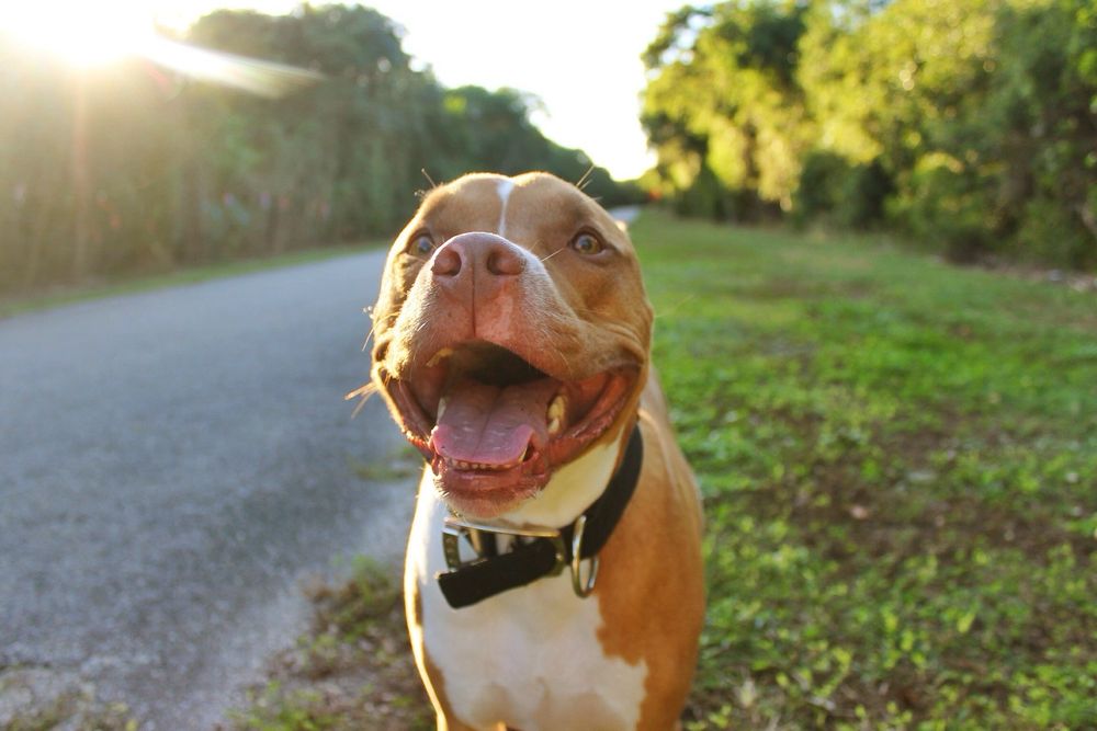 Chickasaw Trail Animal Hospital - pet boarding facility in Orlando, FL
