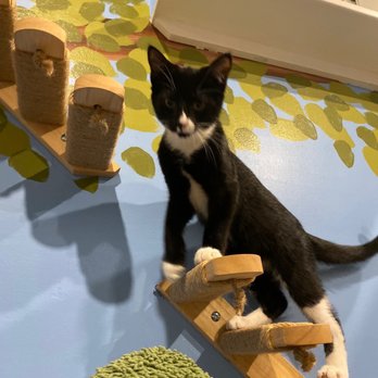 Bajah's Cat Cafe - Cafes Near Me - Tiverton, Rhode Island