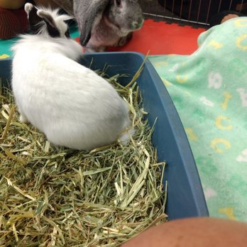 Bunny Bunch - Orange County - Animal Shelters Near Me - Fountain Valley, California Bunny Bunch - Orange County - Animal Shelters Near Me - Fountain Valley, California