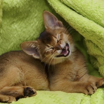 The Cat Concierge - Thanks for looking at our photos! - Pet Sitting Near Me The Cat Concierge - Thanks for looking at our photos! - Pet Sitting Near Me