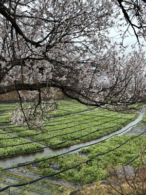 Daio Wasabi Farm Restaurant by null