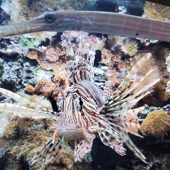 Seattle Aquarium - Trumpetfish (top) and lionfish (bottom) - Aquariums Near Me - Seattle, Washington