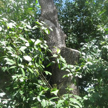 Brents Tree Service - Another huge limb (about 25') was removed from this tree - Tree Services Near Me