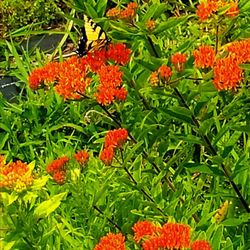 Hilltop Hanover Farm & Environmental Center - Butterflies everywhere! - 7/27/2025