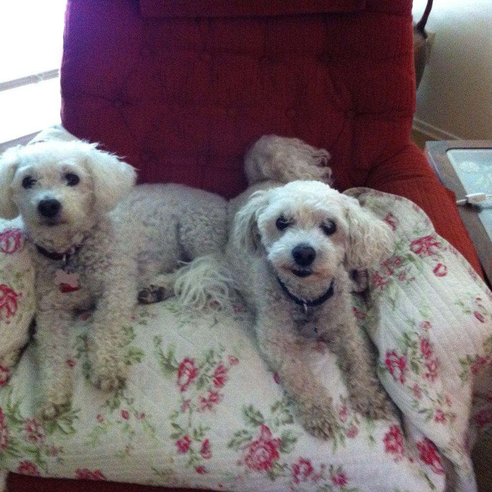 The Pampered Puppy - 2 satisfied customers - Pet Groomers Near Me - Edmonton, Alberta The Pampered Puppy - 2 satisfied customers - Pet Groomers Near Me - Edmonton, Alberta