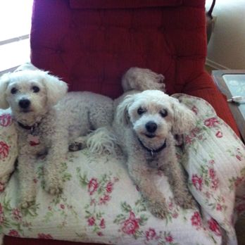 The Pampered Puppy - 2 satisfied customers - Pet Groomers Near Me - Edmonton, Alberta The Pampered Puppy - 2 satisfied customers - Pet Groomers Near Me - Edmonton, Alberta