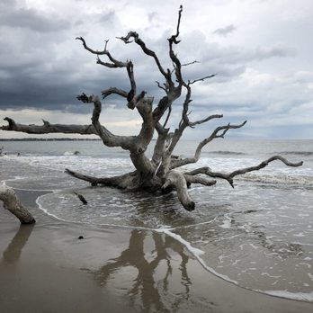 Driftwood Beach - Beaches Near Me - Jekyll Island, Georgia