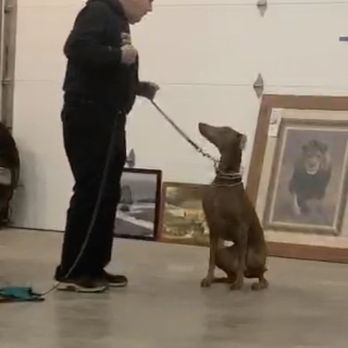 Super Dog K-9 Training Academy - Pet Training Near Me - Cincinnati, Ohio Super Dog K-9 Training Academy - Pet Training Near Me - Cincinnati, Ohio