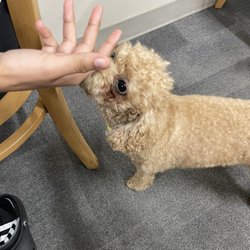 Myong Dong - The cute little dog !!