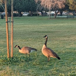 Geese in the park early morning Geese in the park early morning