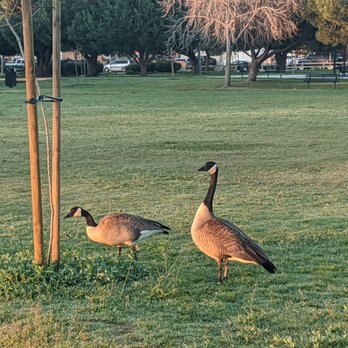 Rio Lindo Park - Geese in the park early morning - Parks Near Me - Oxnard, California Rio Lindo Park - Geese in the park early morning - Parks Near Me - Oxnard, California