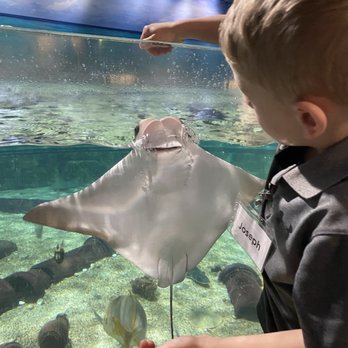 SeaQuest - Utah - Feeding the stingrays. - Aquariums Near Me - Layton, Utah SeaQuest - Utah - Feeding the stingrays. - Aquariums Near Me - Layton, Utah
