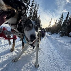 Kingmik Dog Sled Tours - Rob took a great picture of Sage?