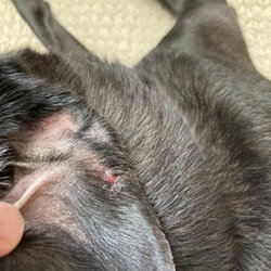 Dog Park At Marina Park - Ear bite