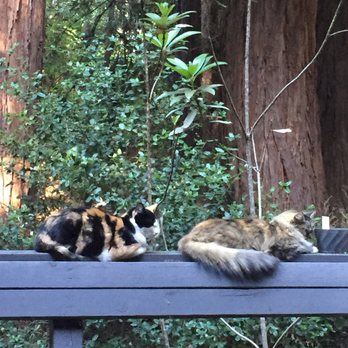 Felton Feed & Pet Supply - Happy Cats of Felton - Pet Stores Near Me - Felton, California