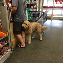 Archie hanging at the register.