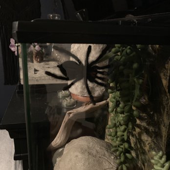 Carson's Critters - Pet Stores Near Me - Brookings, Oregon Carson's Critters - Pet Stores Near Me - Brookings, Oregon