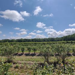 Stateline Blueberries
