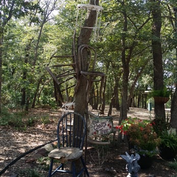 Lavender Ridge Farms - Their "Chairy" tree - Nurseries & Gardening Near Me - Gainesville, Texas Lavender Ridge Farms - Their "Chairy" tree - Nurseries & Gardening Near Me - Gainesville, Texas