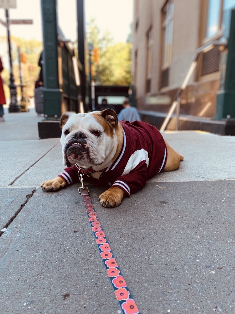 RICHMOND VALLEY VETERINARY PRACTICE 43 Photos & 69 Reviews 4915