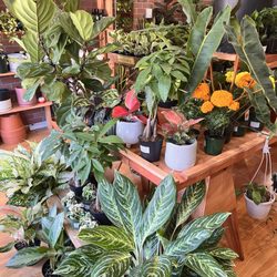 Chica Plant Shop - Indoor house plants. Easy maintenance such as cactus, zz plants, philodendron, pothos.
Uncommon: Albo Monsteras, Thai constellation, Hoyas.