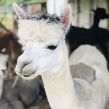 Vintage Alpacas Farm - Farms Near Me - Brooklyn Heights, Ohio Vintage Alpacas Farm - Farms Near Me - Brooklyn Heights, Ohio