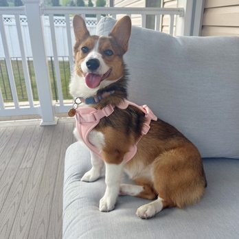 Corgi Corral - Pet Breeders Near Me - Saluda, Virginia Corgi Corral - Pet Breeders Near Me - Saluda, Virginia