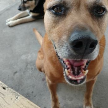 Air Animal - Gracie and Bella are getting used to with the very hot weather in Thailand. - Pet Transportation Near Me - Tampa, Florida Air Animal - Gracie and Bella are getting used to with the very hot weather in Thailand. - Pet Transportation Near Me - Tampa, Florida