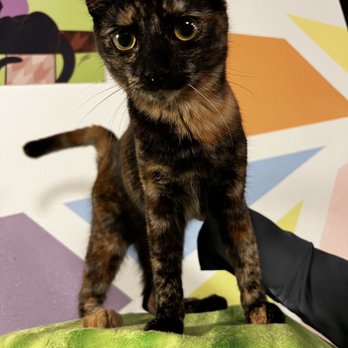 The Cat Cafe - Maya - Coffee & Tea Near Me - San Diego, California The Cat Cafe - Maya - Coffee & Tea Near Me - San Diego, California