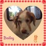 Photo of Sassy Doggie Spa Mobile Dog Grooming