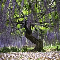 Comprehensive counseling - Life may twist us but let it turn into Beauty